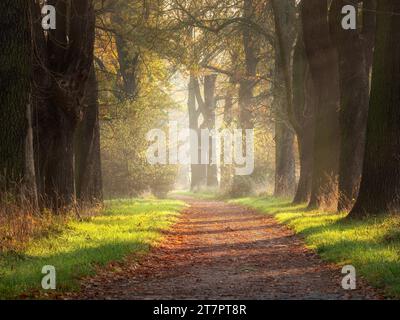 Avenue du chêne en automne, Royaume des jardins de Dessau-Woerlitz, Dessau-Rosslau, Saxe-Anhalt, Allemagne Banque D'Images