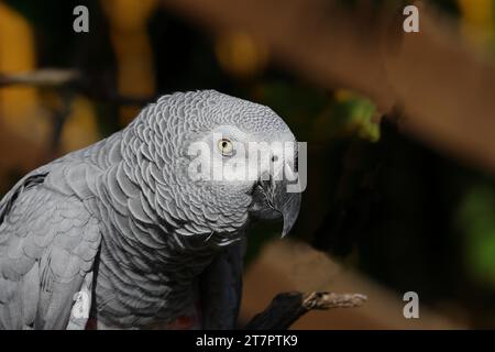 Perroquet gris (Psittacus erithacus timneh), adulte sur arbre, portrait animal, occurrence Afrique centrale et Afrique de l'Ouest, captif, Hesse, Allemagne Banque D'Images