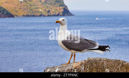 Grande mouette, profil, assis sur le mur de forteresse, bateau, ville de Lipari, Lipari, îles Lipari, îles éoliennes, Sicile, Italie Banque D'Images