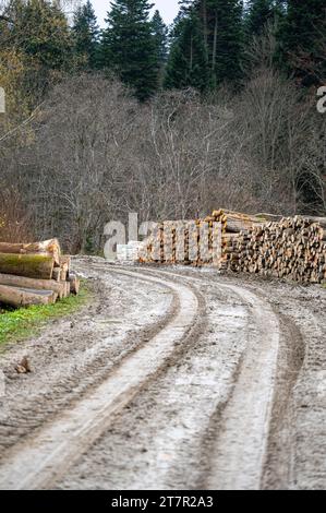 Route forestière et le stockage du bois avec des piles de bois de chauffage dans les montagnes des Carpates, Pologne Banque D'Images