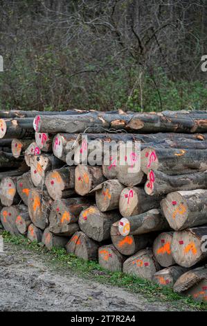 Pile de bois de hêtre commun (Fagus sylvatica). Montagnes des Carpates, Pologne. Banque D'Images