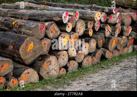 Pile de bois de hêtre commun (Fagus sylvatica). Montagnes des Carpates, Pologne. Banque D'Images