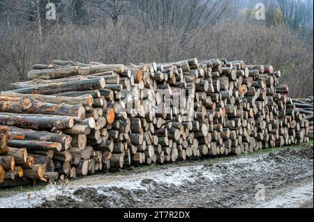 Pile de bois de hêtre commun (Fagus sylvatica). Montagnes des Carpates, Pologne. Banque D'Images