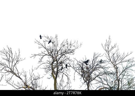 Silhouette de plusieurs corbeaux de charogne (Corvus) assis dans la cime des arbres sur un arbre défolié avec un ciel gris en arrière-plan Banque D'Images