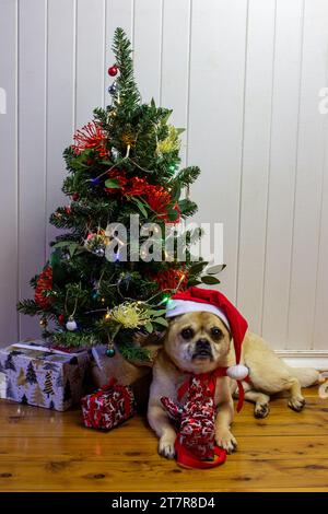 Chiot de Noël, ne pas attendre Noël Banque D'Images