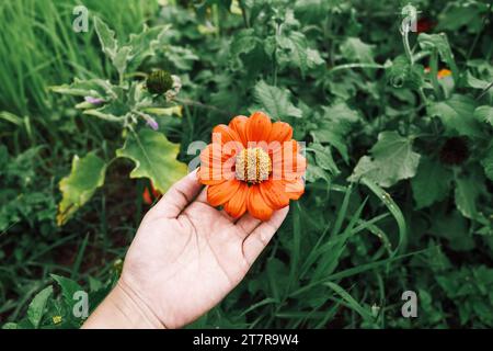 Les mains féminines tiennent une fleur sur le fond d'un arbre vert. Copier espace, gros plan macro fleur. Main de femme avec la tenue de petites fleurs dans le c Banque D'Images