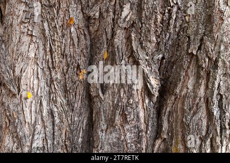 Image en gros plan d'un tronc d'arbre avec écorce texturée Banque D'Images