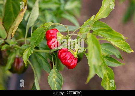 Poivrons rouges japonais dans un jardin sur l'île de Sado, préfecture de Niigata, Japon. Banque D'Images
