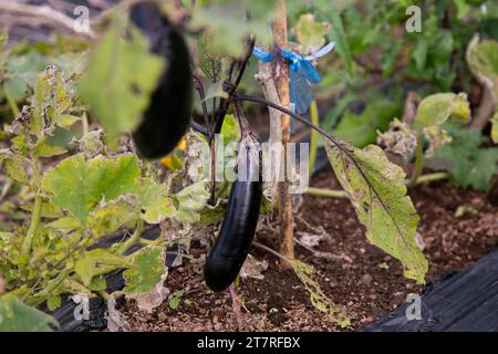 Aubergines japonaises dans un jardin sur l'île de Sado à Niigata, Japon. Banque D'Images