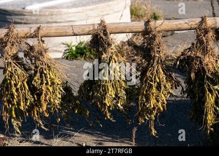 Haricots japonais edamame dans un jardin sur l'île de Sado à Niigata, Japon. Banque D'Images