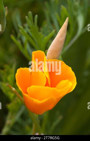 Une fleur orange vibrante en pleine floraison, avec plusieurs petits bourgeons regroupés autour de la tige Banque D'Images