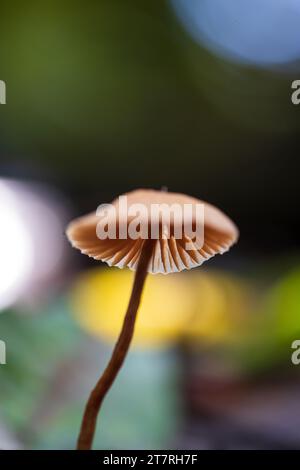 Gros plan de champignons sauvages non identifiés poussent sur le sol forestier au printemps. Chaîne de montagnes de l'Himalaya. Banque D'Images