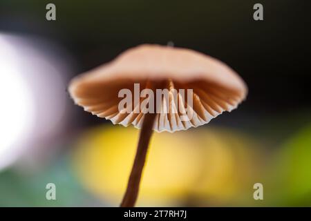 Gros plan de champignons sauvages non identifiés poussent sur le sol forestier au printemps. Chaîne de montagnes de l'Himalaya. Banque D'Images