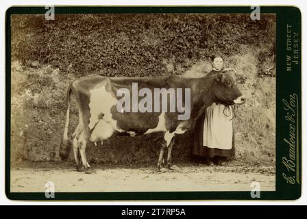 Carte originale, très claire, de cabinet de l'époque victorienne d'une laitière portant un tablier, debout à côté d'une belle vache d'Aurigny, peut-être un gagnant de prix. Photographié à la ferme par le célèbre photographe insulaire de l’époque, Ernest Baudoux & son (le fils l’a rejoint en 1885). St. Helier, Jersey, les îles Anglo-Normandes. On pense que c'est une vache Aurigny. La vache Aurigny est originaire des îles Anglo-Normandes et est un croisement de Guernseys et jerseys. Daté de 1885, 1886 ou 1887. Banque D'Images
