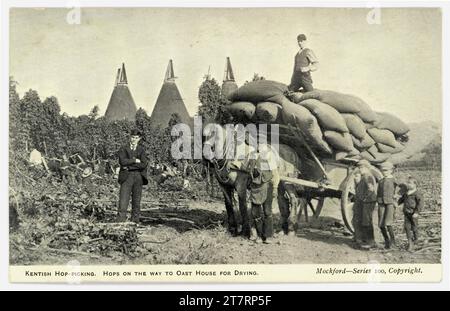 Carte postale originale houblon sur chariot tiré par des chevaux - houblons sur le chemin pour oast maison pour le séchage, Kent, Circa 1905. Banque D'Images