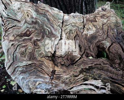 Structure et texture du motif de grain du porte-greffe - dans la zone du porte-greffe, les motifs de grain sont disposés de manière unique de manière sauvage. Banque D'Images