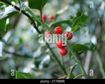 Houx (Ilex) à Ahrenshooper Holz - les baies de houx sont favorisées par les oiseaux et contribuent à la propagation de la plante. Photo prise à Darßer Forrest Banque D'Images