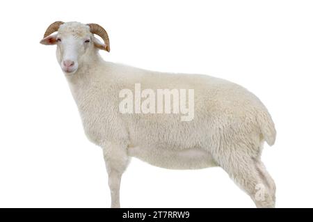 Les moutons isolé sur fond blanc Banque D'Images