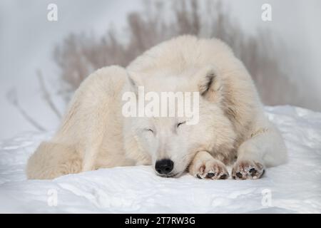 Le loup blanc polaire dort dans la neige Banque D'Images