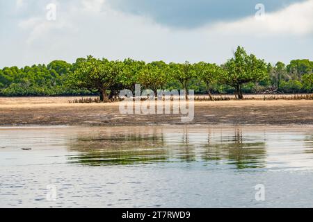 Une petite île couverte par la forêt de mangroves près de Shela Beach à Lamu, au Kenya Banque D'Images