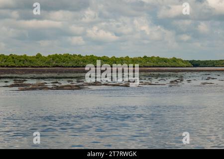 Forêt de mangroves sur les rives de l'océan Indien à Shela Beach à Lamu Isalnd, Kenya Banque D'Images