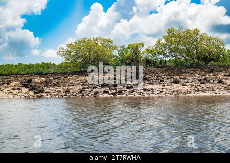 Forêt de mangroves sur les rives de l'océan Indien à Shela Beach à Lamu Isalnd, Kenya Banque D'Images