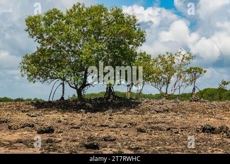 Forêt de mangroves sur les rives de l'océan Indien à Shela Beach à Lamu Isalnd, Kenya Banque D'Images