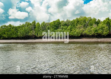 Forêt de mangroves sur les rives de l'océan Indien à Shela Beach à Lamu Isalnd, Kenya Banque D'Images