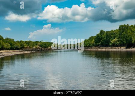 Forêt de mangroves sur les rives de l'océan Indien à Shela Beach à Lamu Isalnd, Kenya Banque D'Images