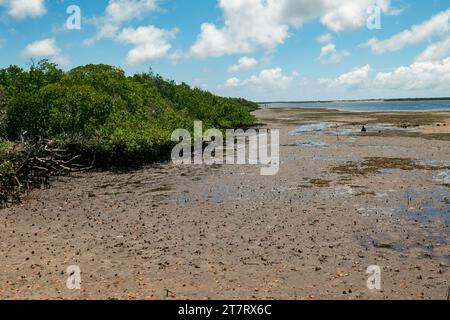 Forêt de mangroves sur les rives de l'océan Indien à Shela Beach à Lamu Isalnd, Kenya Banque D'Images