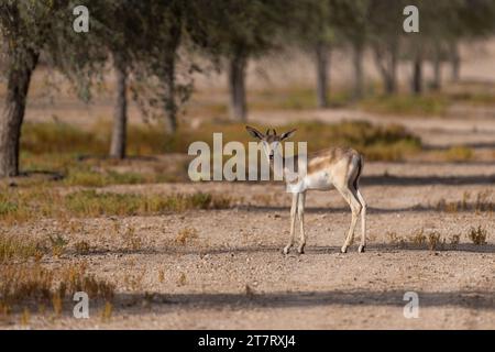 Une belle gazelle de sable arabe femelle (Gazella marica) dans son habitat naturel au Al Marmoom DCR à Dubaï, Émirats arabes Unis. Banque D'Images