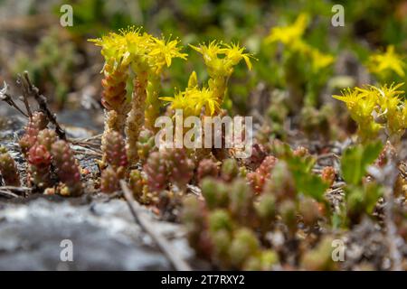 Sedum acre, Sedum album est la plante vivace herbacée succulente avec de nombreuses tiges montantes couvertes de petites feuilles épaisses. Banque D'Images