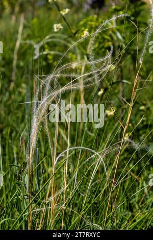 Herbe de plumes, Stipa pennata et l'herbe de fléole, Phleum pratense dans un pré de steppe. Banque D'Images