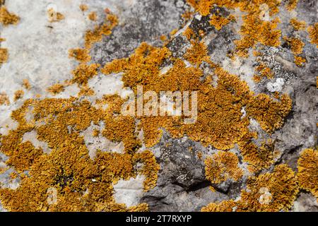 Il y a beaucoup de petits lichen dorés de couleur maritime, xanthoria parietina, avec de la mousse verte et quelques petites roches. Gros plan d'une macro de marche Banque D'Images