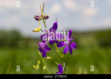 Consolia regalis, forking larkspur, roquette-larkspur, et champ larkspur pourpre petites fleurs sur le champ. Banque D'Images