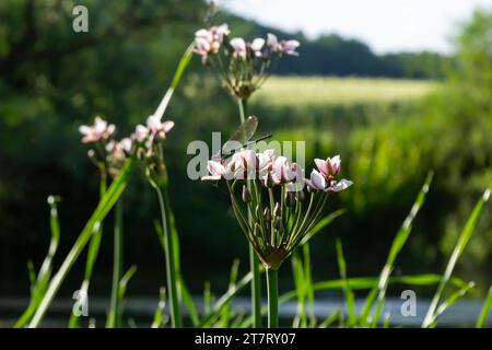 Gros plan de l'inflorescence semblable à un ombel de la ruée vers la floraison ou de la ruée vers l'herbe Butomus umbellatus en pleine floraison. Europe. Banque D'Images