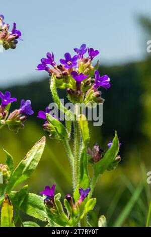 Anchusa officinalis, alcanet, bugloss commun. Été, aube. Des gouttes de rosée se trouvent sur la plante. Magnifique fond vert. Banque D'Images