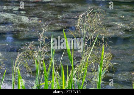 les mauvaises herbes dans le champ de paddy, se sélent sur le fond de la rivière lors d'une journée ensoleillée dans l'environnement naturel. Banque D'Images