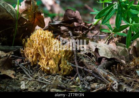 Les champignons de Ramaria stricta qui poussent dans la forêt. Ramaria stricta. Banque D'Images