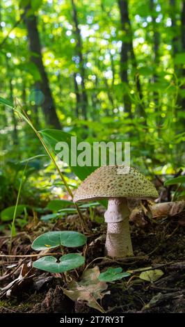 Champignons comestibles Amanita rubescens dans la forêt d'épicéa. Connu sous le nom de fard à joues. Champignons sauvages poussant dans les aiguilles. Banque D'Images