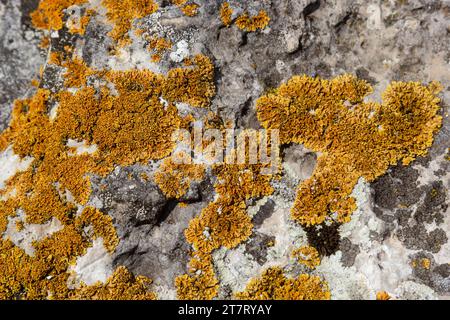 Il y a beaucoup de petits lichen dorés de couleur maritime, xanthoria parietina, avec de la mousse verte et quelques petites roches. Gros plan d'une macro de marche Banque D'Images