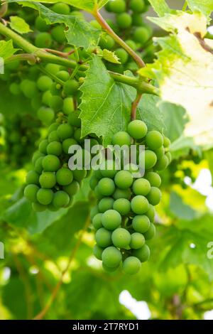 Gros plan sur les grappes de raisin vertes et sous-mûres accrochées à l'arbre. Grappes de raisins mûrissement sur une vigne. Raisins de vigne sur un Trellis. Raisins pour le vin. Sélectif Banque D'Images