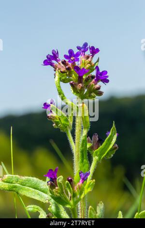 Anchusa officinalis, alcanet, bugloss commun. Été, aube. Des gouttes de rosée se trouvent sur la plante. Magnifique fond vert. Banque D'Images