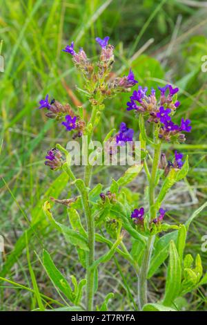 Anchusa officinalis, alcanet, bugloss commun. Été, aube. Des gouttes de rosée se trouvent sur la plante. Magnifique fond vert. Banque D'Images