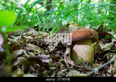 Boltipetus reticulatus, communément appelé cep d'été, est un champignon basidiomycète du genre Boletus. Banque D'Images