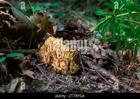 Les champignons de Ramaria stricta qui poussent dans la forêt. Ramaria stricta. Banque D'Images