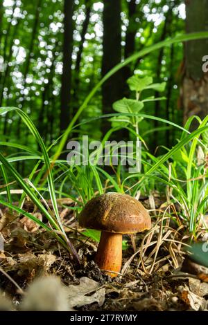 Boletus erythopus ou Neoboletus luridiformis champignon dans la forêt poussant sur l'herbe verte et humide terrain naturel en automne saison. Boletus luridiforme Banque D'Images