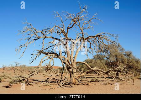 L'épine de chameau ou épine de girafe (Acacia erioloba ou Vachellia erioloba) est un arbre à feuilles persistantes originaire d'Afrique australe. Cette photo a été prise en Namib-Na Banque D'Images