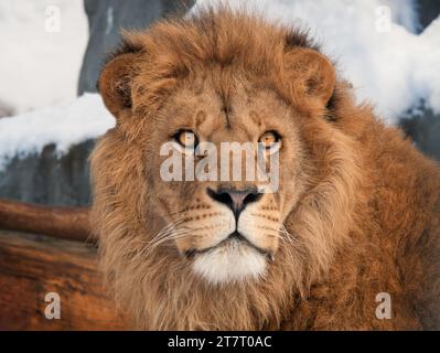 portrait d'un lion sur un fond flou Banque D'Images