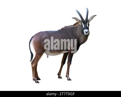 antilope sable isolé sur fond blanc Banque D'Images